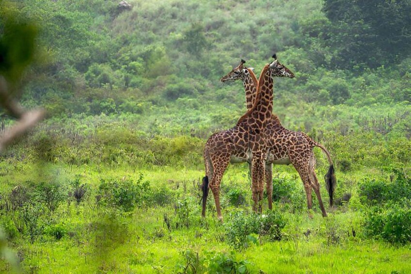 Two giraffes in a grassy field with dense vegetation in the background. 3
