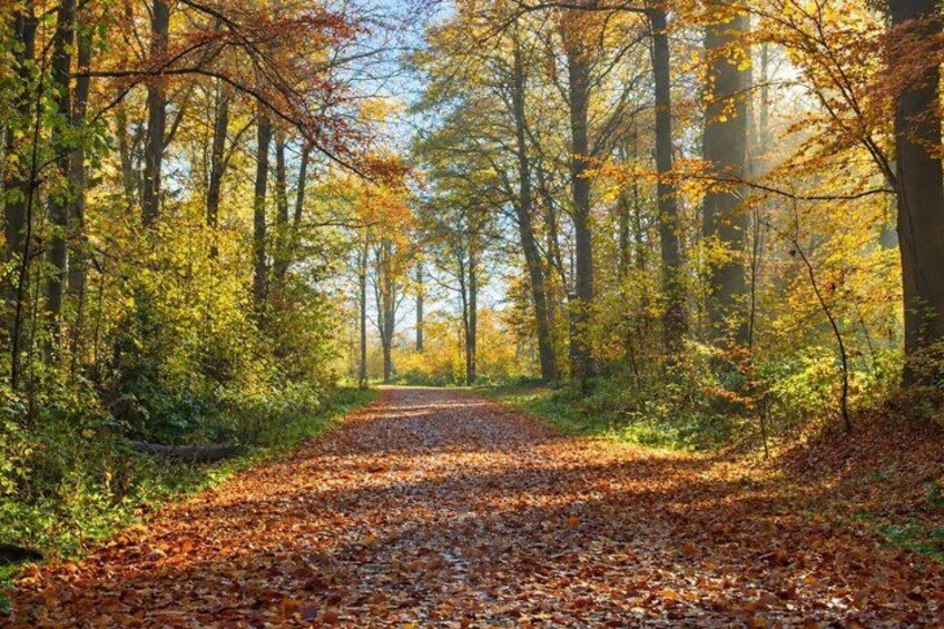 A forest path with fallen leaves, surrounded by trees with autumn foliage. 3
