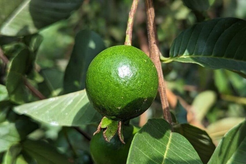 A green fruit hanging from a branch amidst green leaves. 5