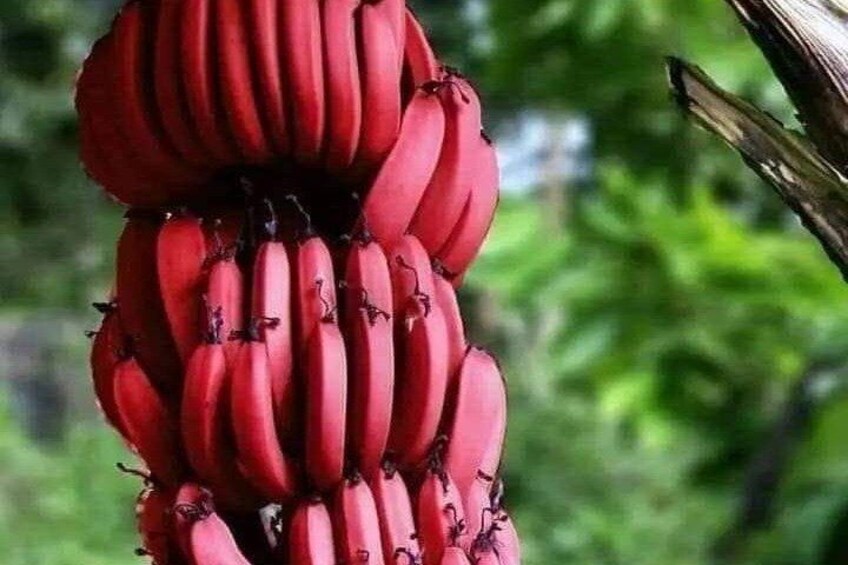 A bunch of red bananas hanging from a plant. 2