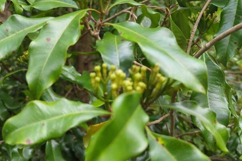 Green leaves and small yellow flowers on a plant. 3