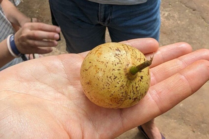 A hand holding a small, round, yellow fruit with a green stem. 4