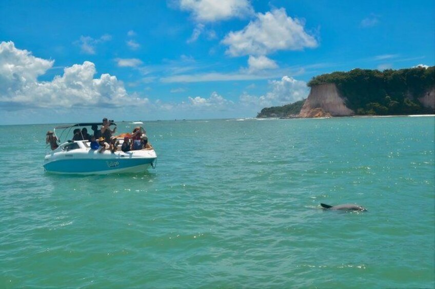 A boat with passengers on a calm sea, a dolphin swimming nearby, and a cliff in the background. 3