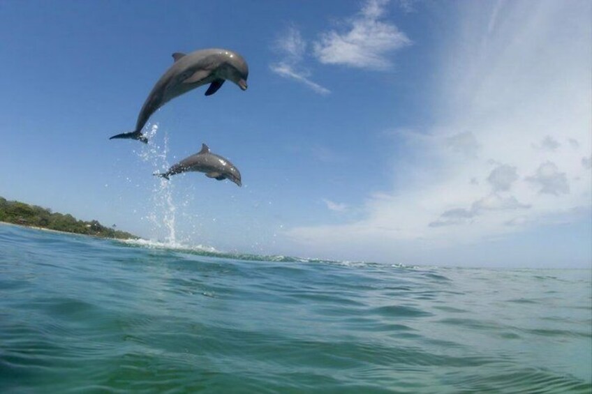 Dolphins jumping out of the water. 1