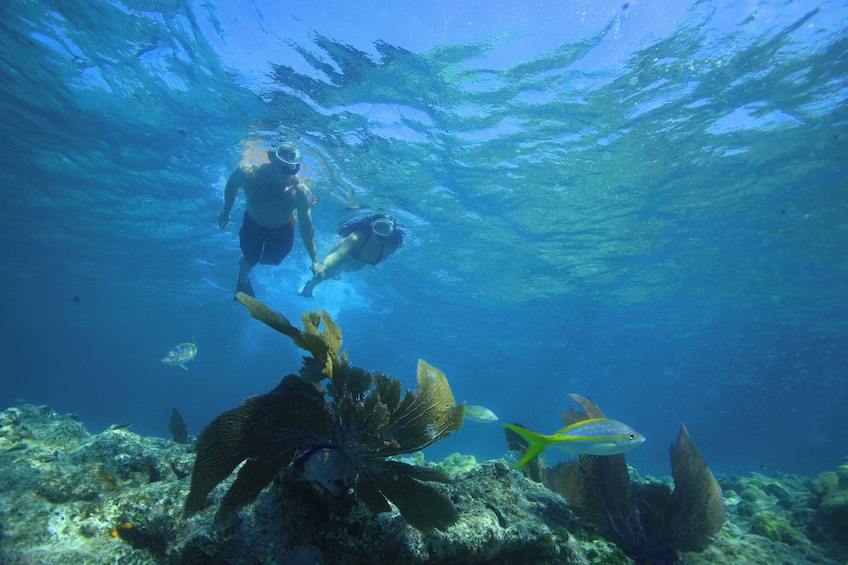Two people scuba diving underwater with marine life and coral formations. 3