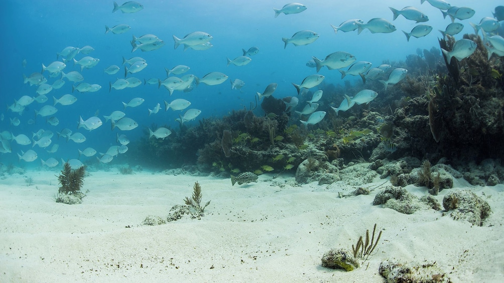 A school of fish swimming in clear blue water, surrounded by coral reefs and sandy ocean floor. 2