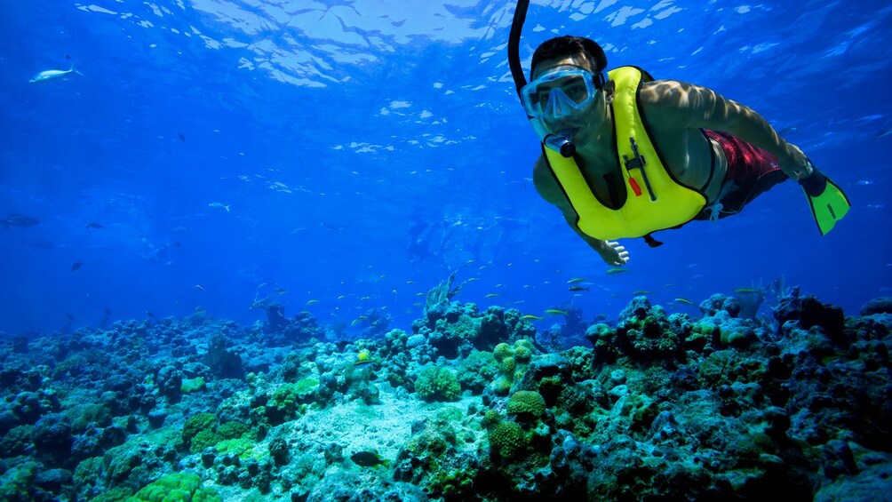 A diver in a yellow vest and red shorts swimming underwater with a snorkel and fins. 4