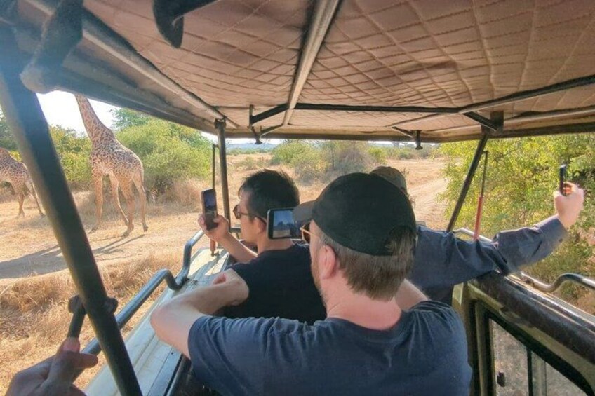A safari vehicle with passengers taking photos of giraffes. 4