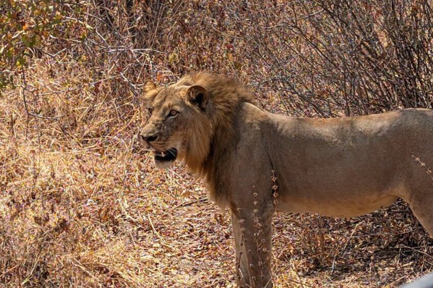 A lion standing in a dry, bushy area. 5