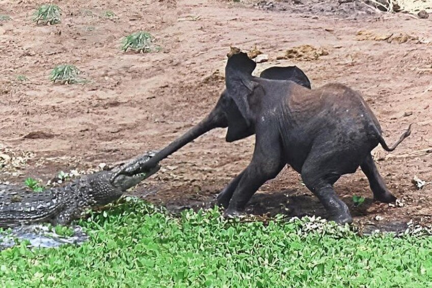 An elephant interacting with a crocodile in a natural setting. 2