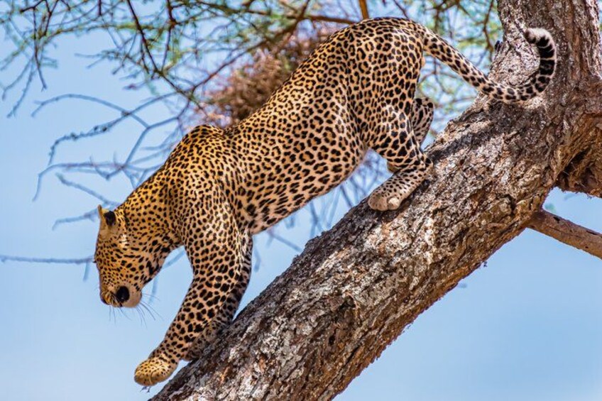 A leopard resting on a tree branch. 1