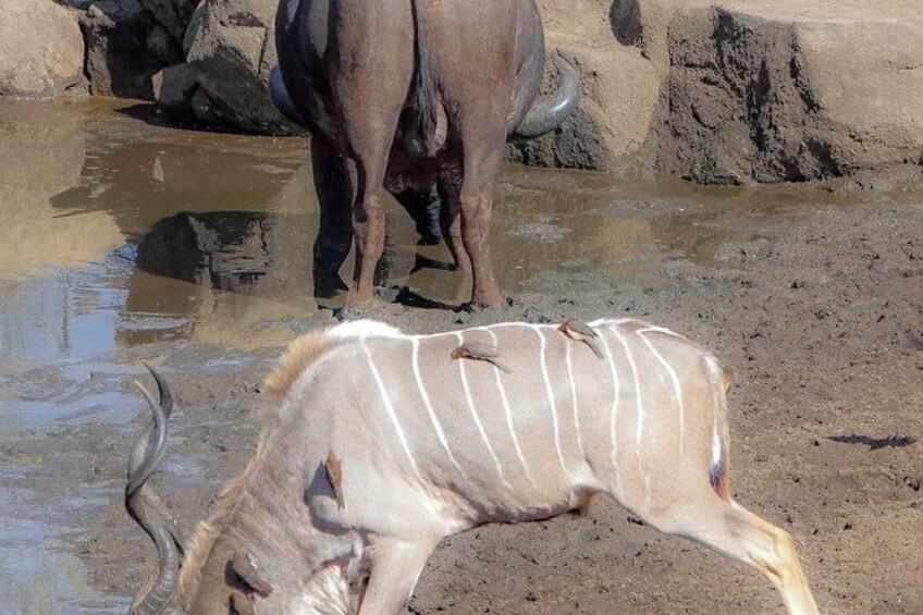 A wildebeest and a zebra near a waterhole. 3