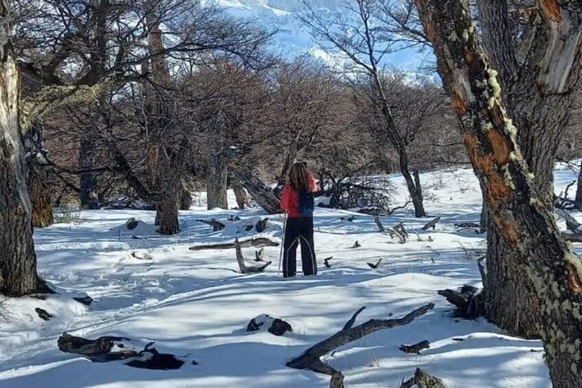 A person standing in a snowy forest with bare trees and rocks. 5