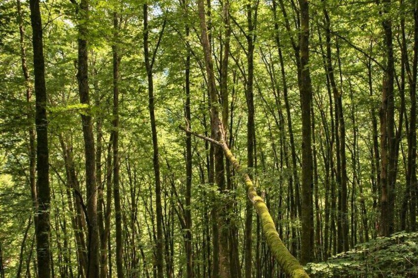 A dense forest with tall trees and a fallen tree branch. 5