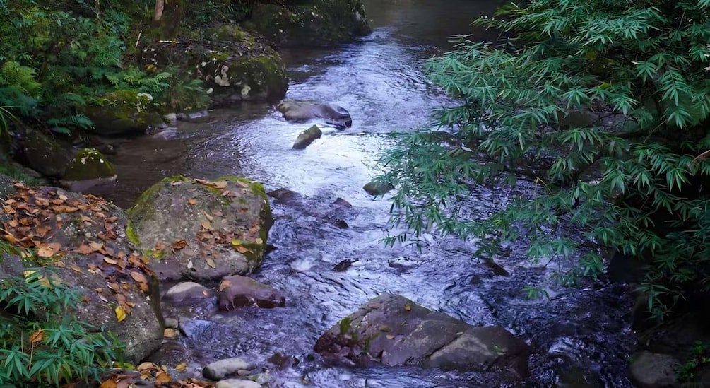 A stream flowing through a forest with rocks and ferns. 2