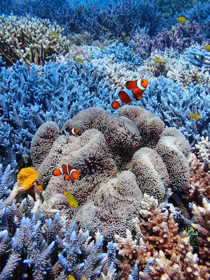 Ett korallrev med sjöanemoner och clownfiskar. 4