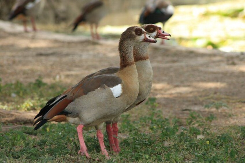 A bird with brown and white plumage standing on grass. 5