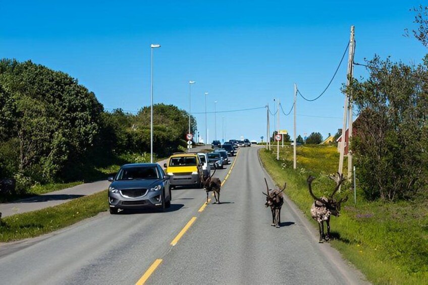 A road with vehicles and deer crossing. 2