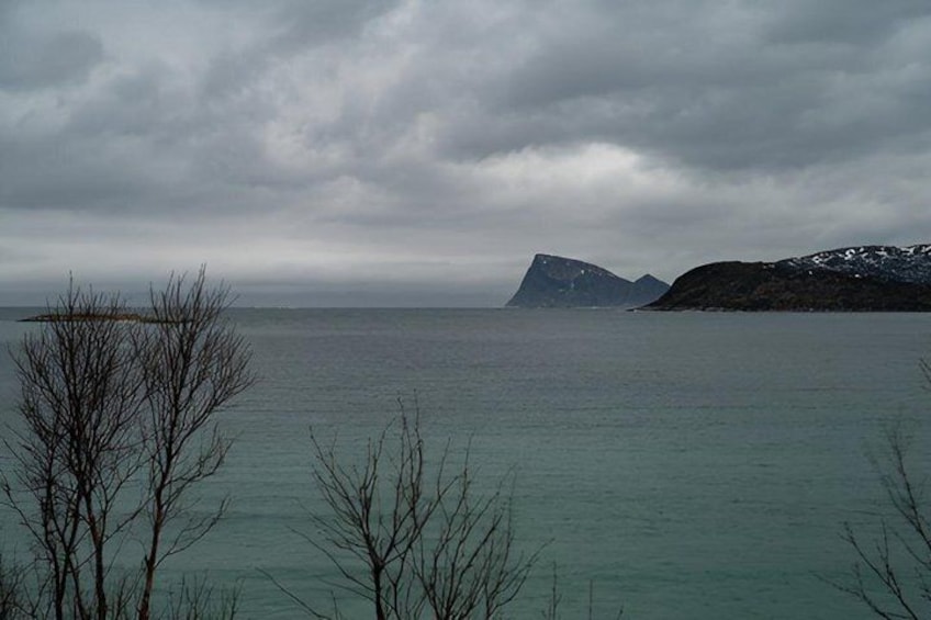 A calm sea with a distant island, overcast sky, and leafless trees in the foreground. 4