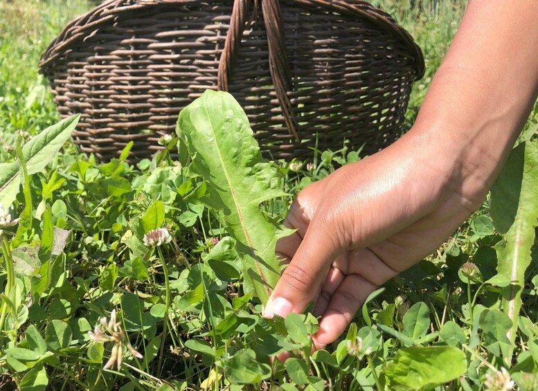 A hand holding a leaf, with a wicker basket in the background. 1