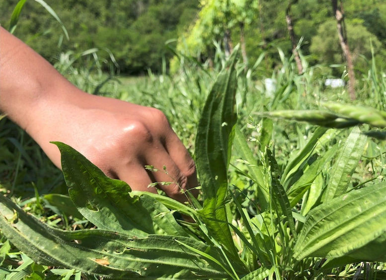 A hand touching a plant with broad leaves in a grassy area. 3