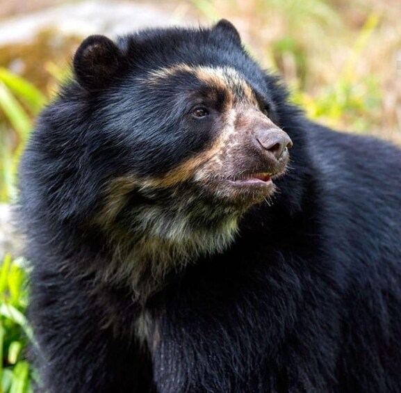 A close-up of a bear with black fur and a brownish face. 4