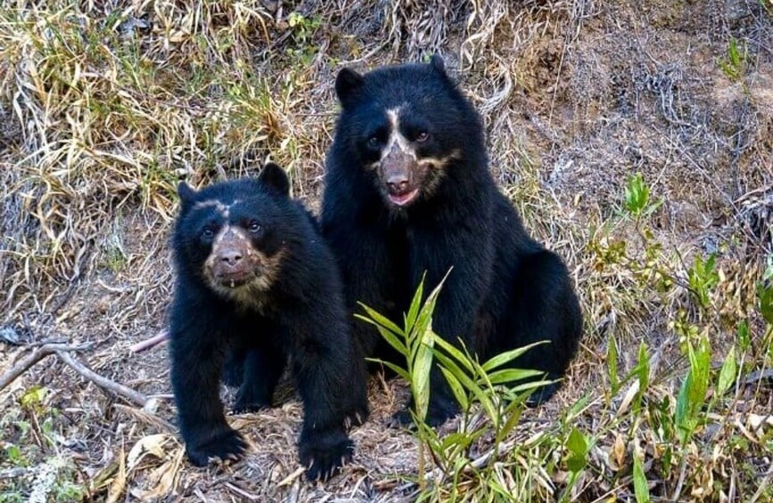 Two bears in a natural setting with dry grass and sparse vegetation. 3