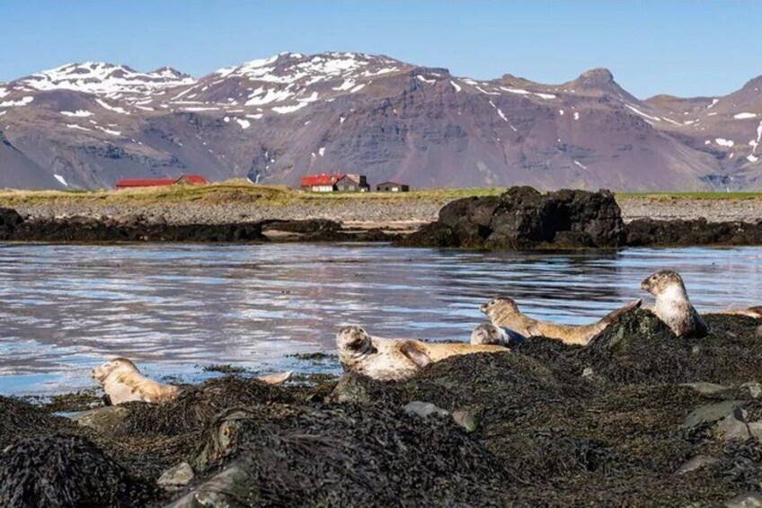 Seals resting on a rocky shore with a mountainous backdrop. 1