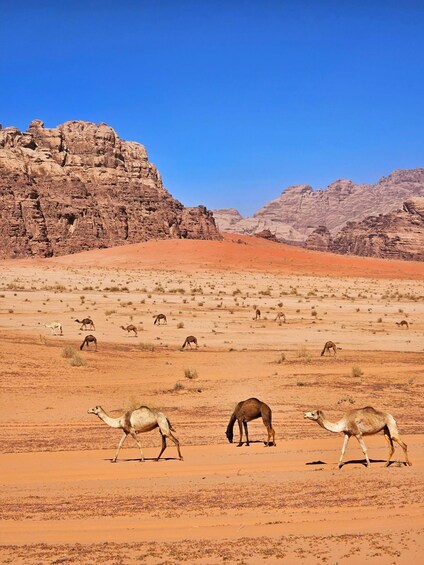 Picture 4 for Activity Wadi Rum: 4x4 Sunset Tour with Stargazing and Tea 4