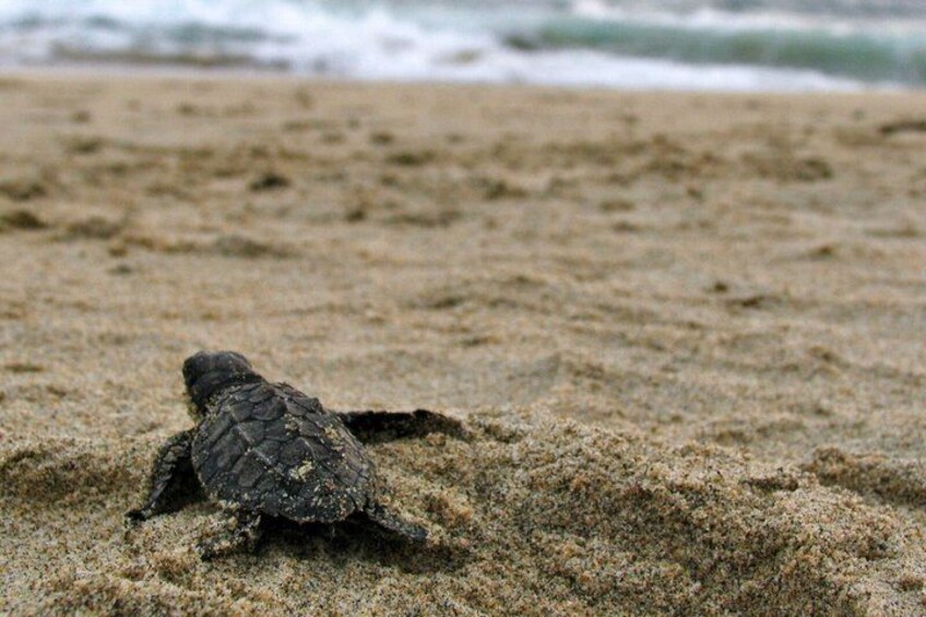 A turtle on a sandy beach with waves in the background. 1