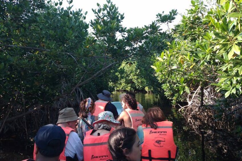 A group of people wearing life jackets, standing in a mangrove area. 3