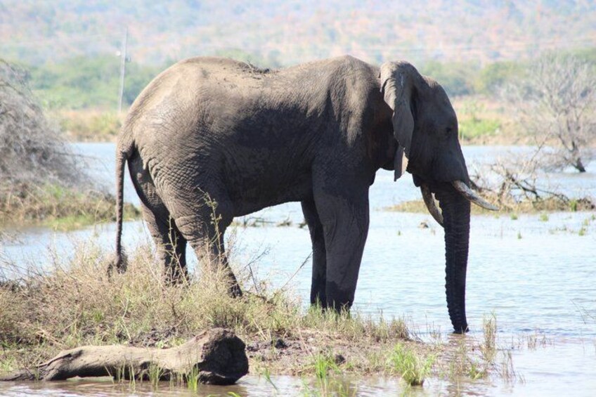 An elephant standing in a shallow water body with dry grass around. 1