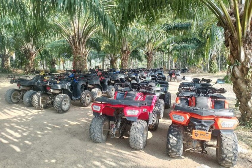 A row of quad bikes parked on a dirt path with palm trees in the background. 5