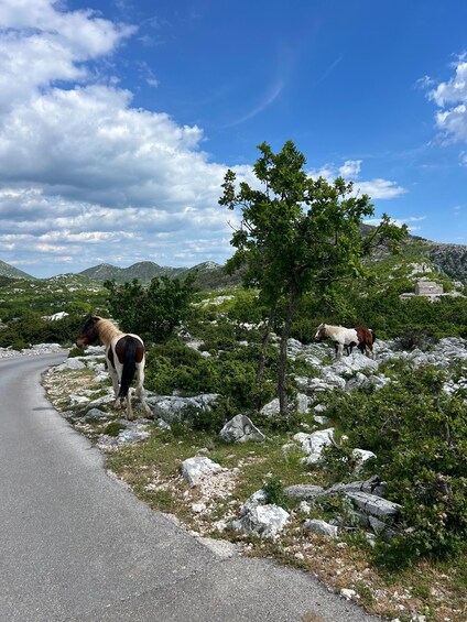 A winding road with horses grazing near a rocky landscape and a clear blue sky. 2