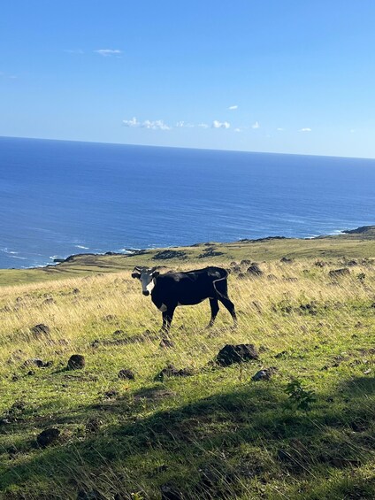 Picture 11 for Activity Adventures in Rapa Nui: High-Quality Sightseeing Tours with Easter Island Your Tour. 2