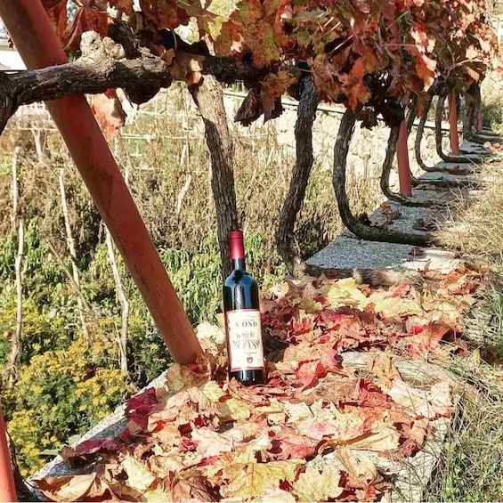 Una botella de vino sobre una enrejadura de vid rodeada de hojas otoñales. 1
