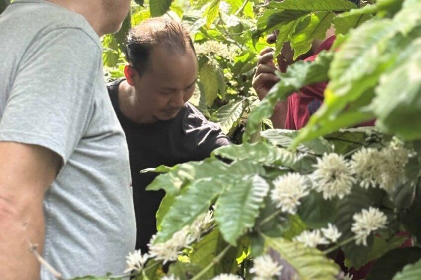 A person examining plants in a garden. 1
