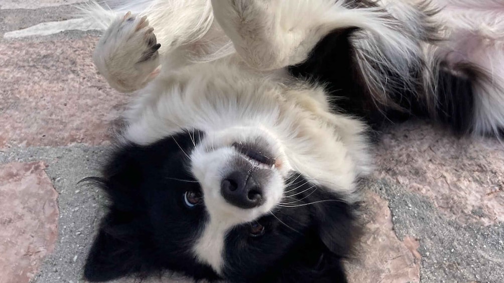 A dog lying on its back with its paws up. 5
