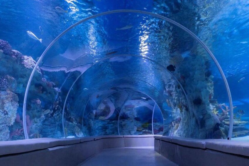 An underwater tunnel with clear water, marine life, and coral formations. 4