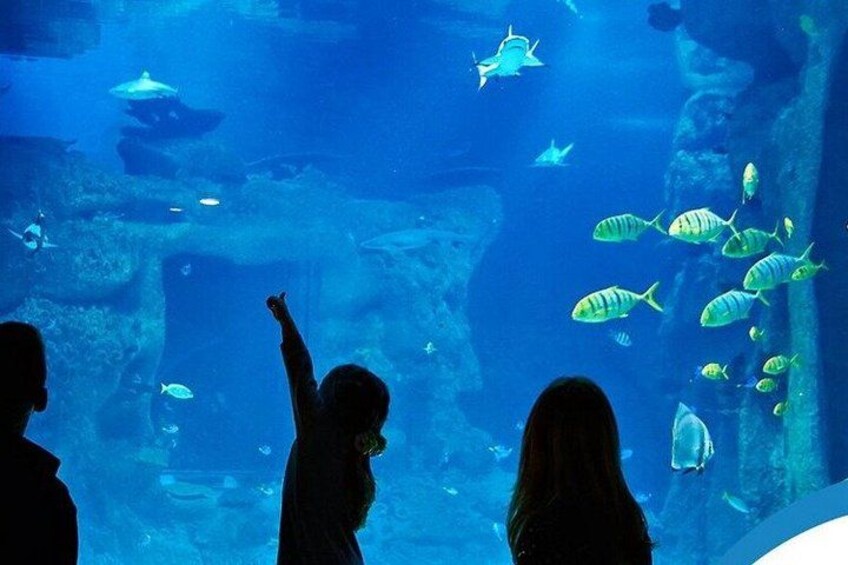 An aquarium with various fish species, including yellowtail and angelfish, and a diver in the background. 5
