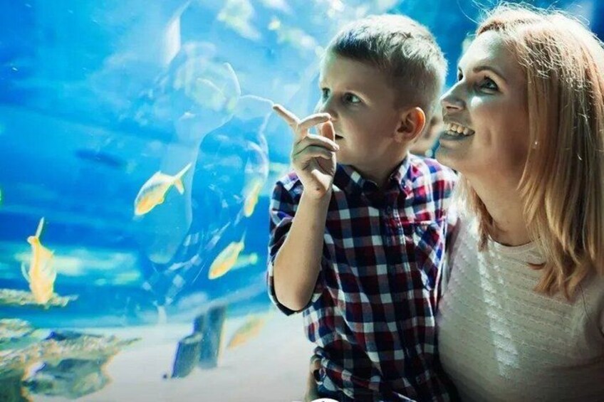 A person in a plaid shirt looking through an aquarium at fish. 2