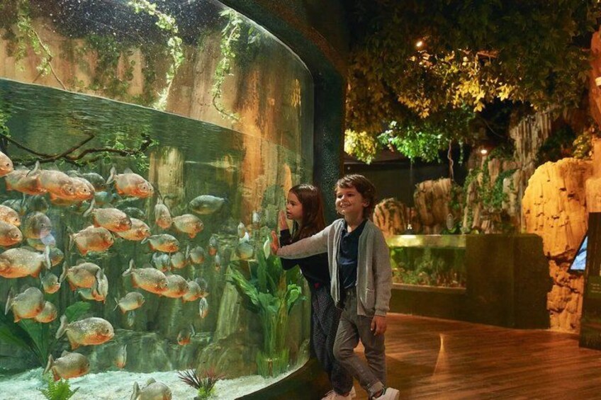 An aquarium with fish, a wooden floor, and a rocky wall. 1