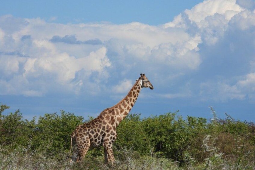 A giraffe standing in a grassy area with trees and a partly cloudy sky. 1