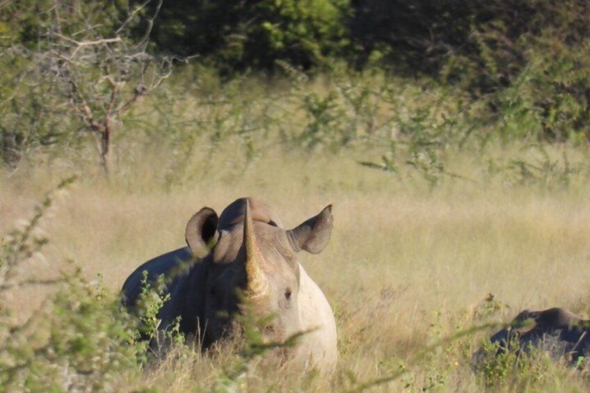 A rhinoceros in a grassy field with sparse trees in the background. 3