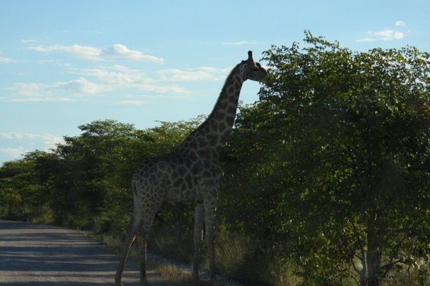 A giraffe standing next to a tree. 5