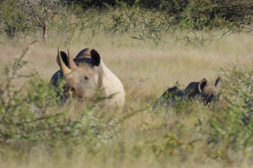 A rhinoceros in a grassy field with sparse trees in the background. 4