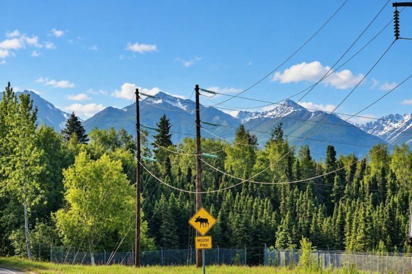A road sign warning of moose crossing, surrounded by a forest and mountains. 2