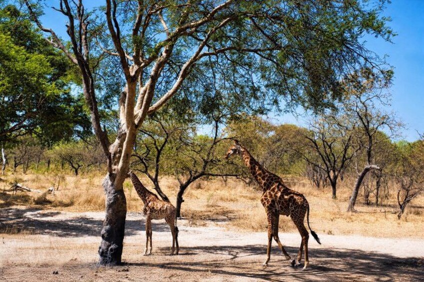 A giraffe standing under a tree in a dry savanna landscape. 1