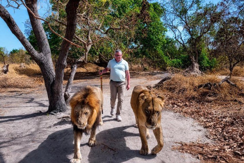A man walking with two lions on a dirt path surrounded by trees. 3