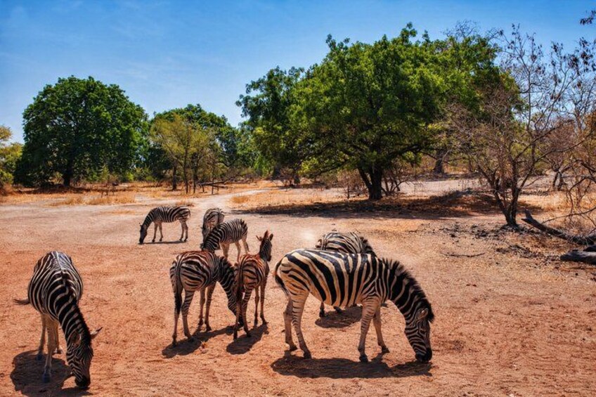 Zebras grazing in a dry, open landscape with sparse trees. 2